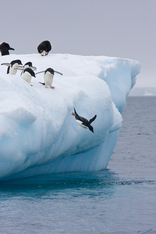 Adélie Penguins Diving Off Iceberg